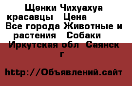 Щенки Чихуахуа красавцы › Цена ­ 9 000 - Все города Животные и растения » Собаки   . Иркутская обл.,Саянск г.